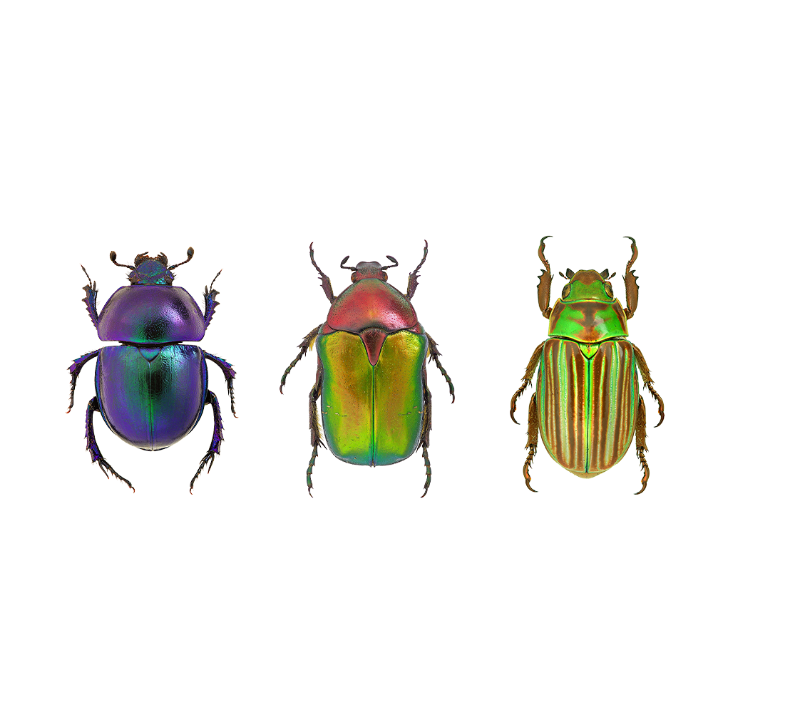 Three colourful beetles